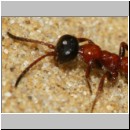 Methocha ichneumonides - Trugameise w10b 8mm.jpg